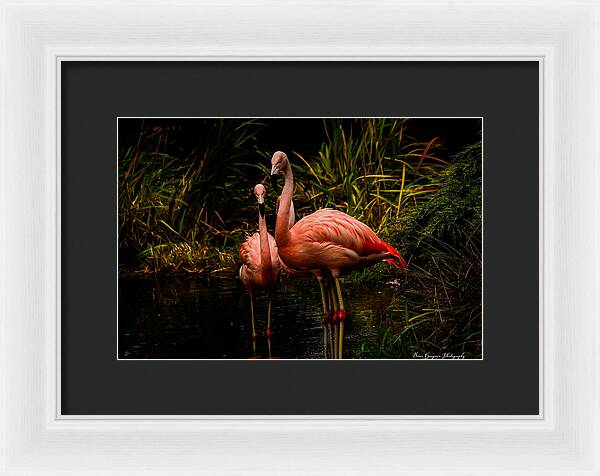 Flamingos by a Pond - Framed Print