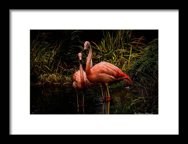 Flamingos by a Pond - Framed Print