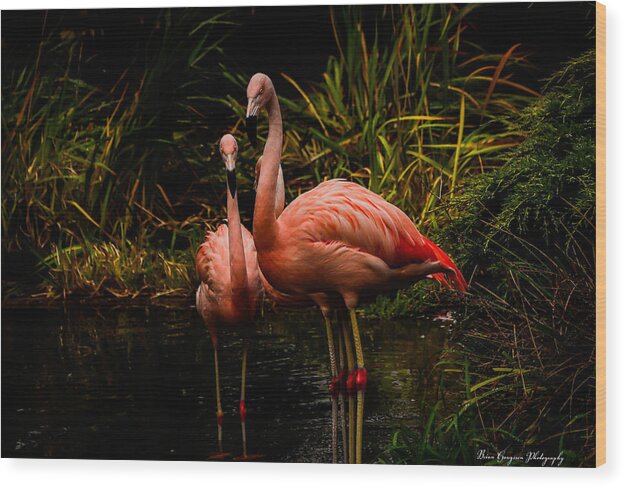 Flamingos by a Pond - Wood Print