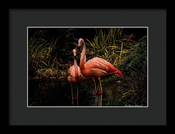 Flamingos by a Pond - Framed Print