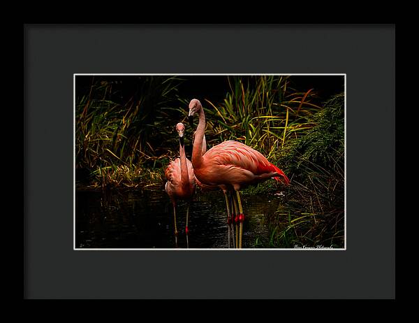 Flamingos by a Pond - Framed Print