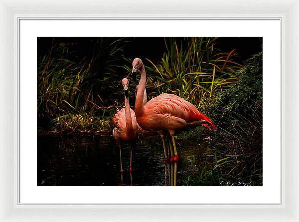 Flamingos by a Pond - Framed Print