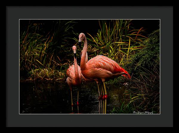 Flamingos by a Pond - Framed Print