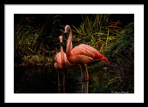 Flamingos by a Pond - Framed Print