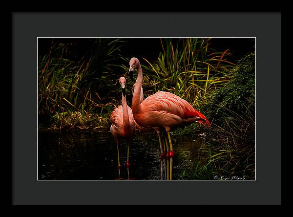 Flamingos by a Pond - Framed Print