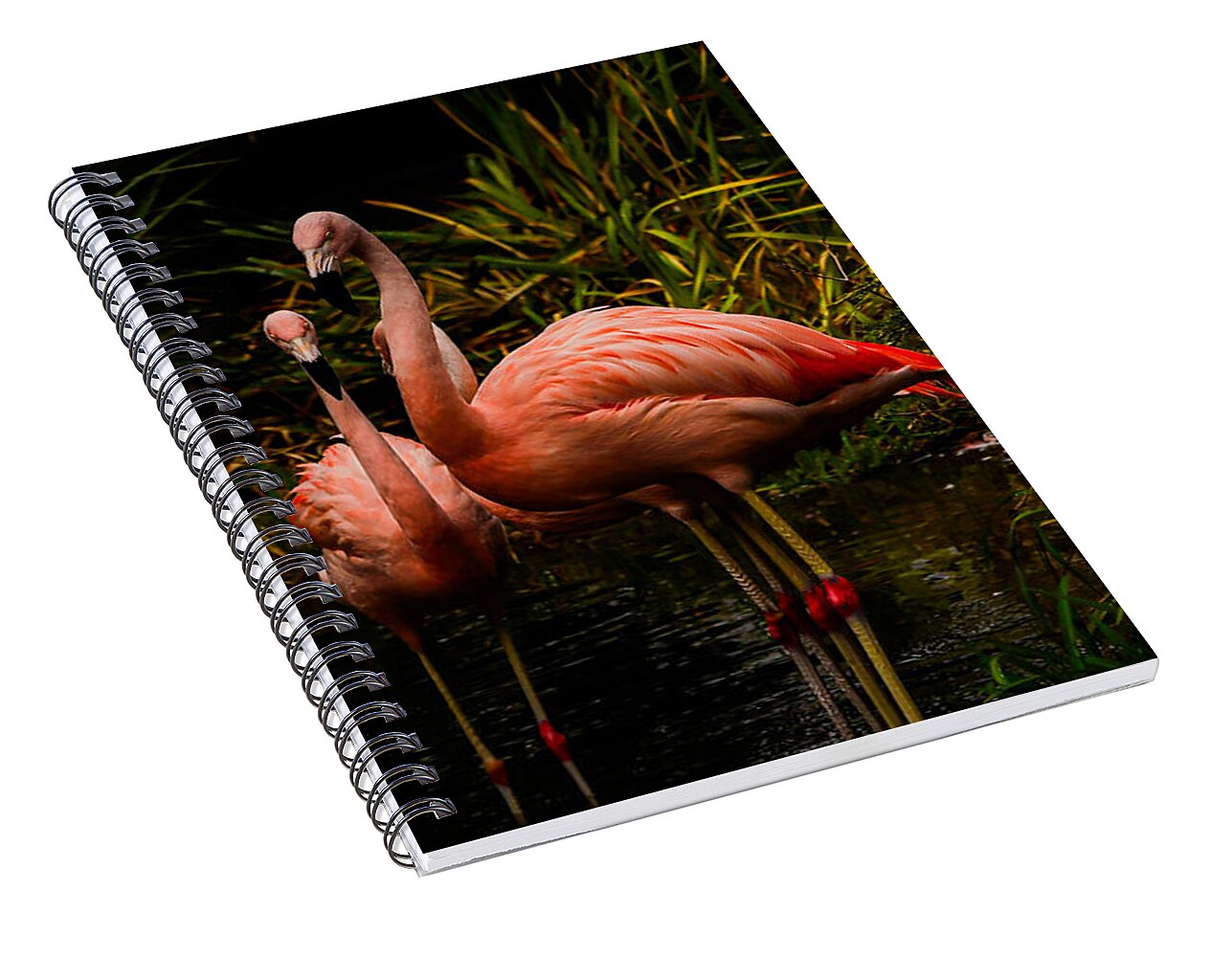 Flamingos by a Pond - Spiral Notebook