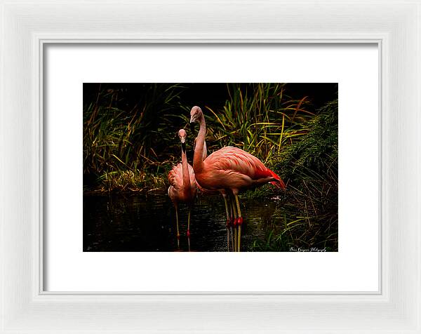 Flamingos by a Pond - Framed Print