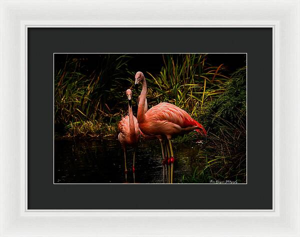 Flamingos by a Pond - Framed Print