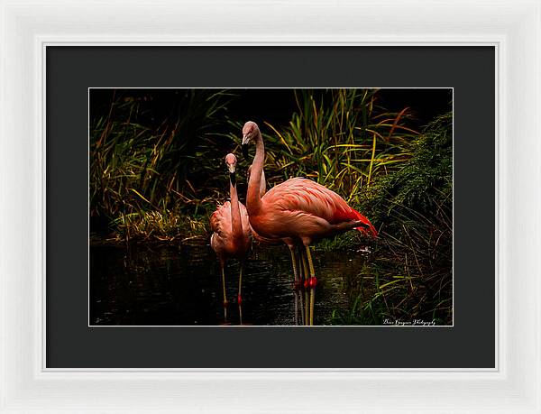 Flamingos by a Pond - Framed Print