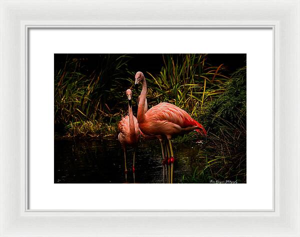 Flamingos by a Pond - Framed Print