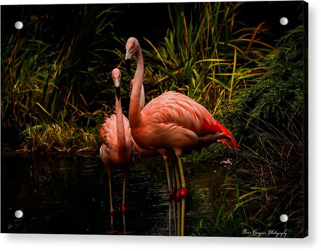 Flamingos by a Pond - Acrylic Print