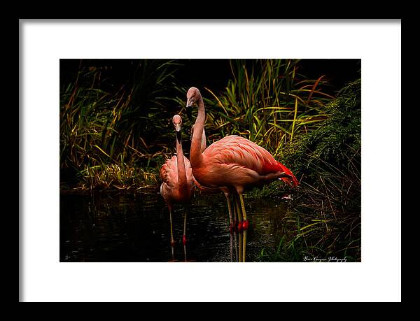 Flamingos by a Pond - Framed Print