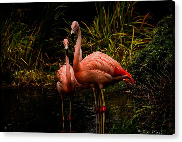 Flamingos by a Pond - Acrylic Print