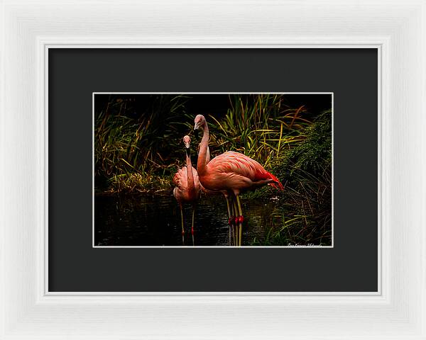 Flamingos by a Pond - Framed Print