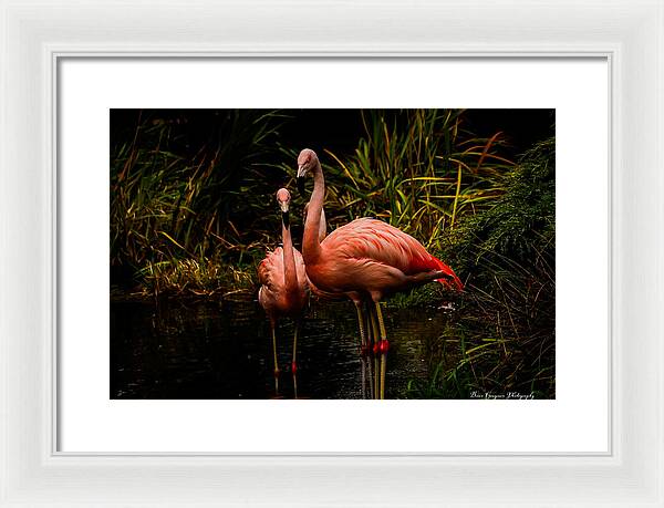 Flamingos by a Pond - Framed Print