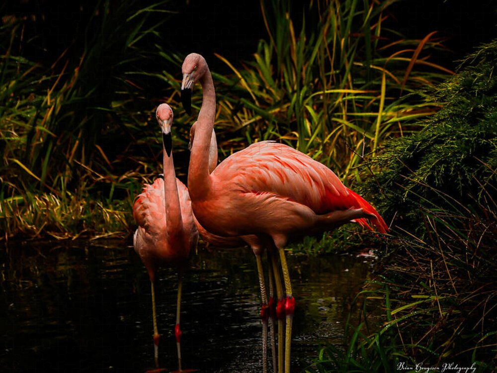 Flamingos by a Pond - Puzzle