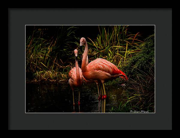 Flamingos by a Pond - Framed Print