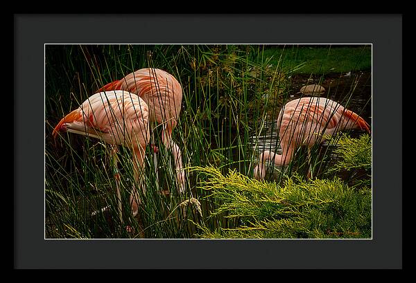 Flamingos drinking - Framed Print