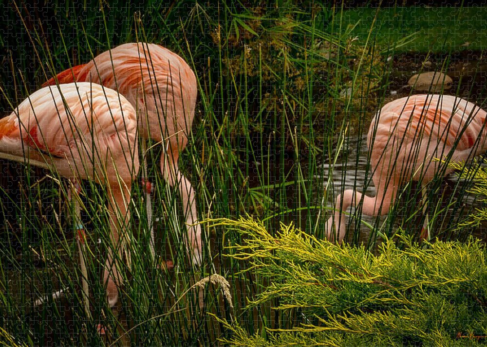 Flamingos drinking - Puzzle