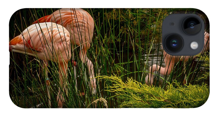 Flamingos drinking - Phone Case