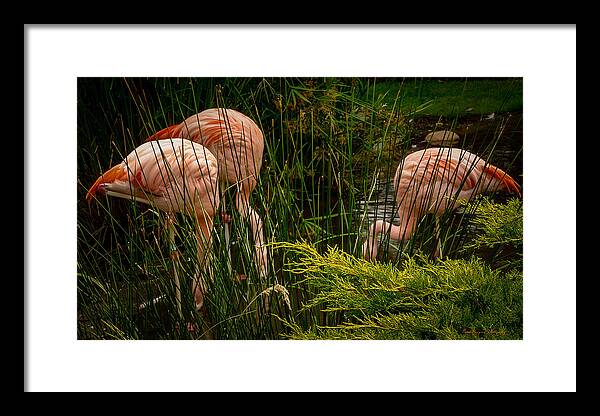Flamingos drinking - Framed Print