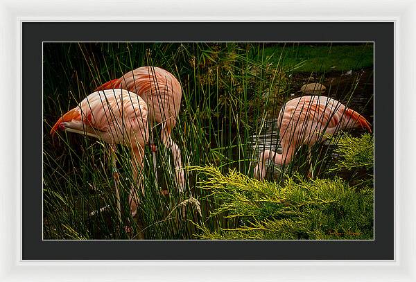 Flamingos drinking - Framed Print