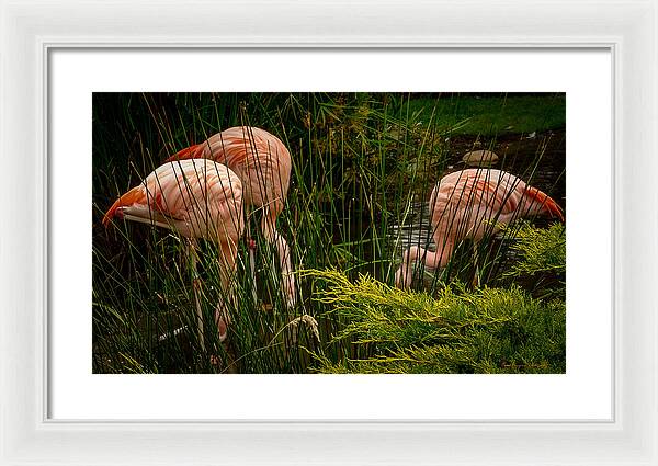 Flamingos drinking - Framed Print