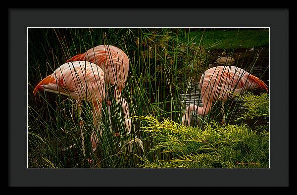 Flamingos drinking - Framed Print