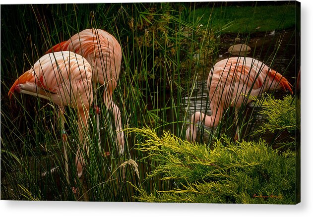 Flamingos drinking - Acrylic Print