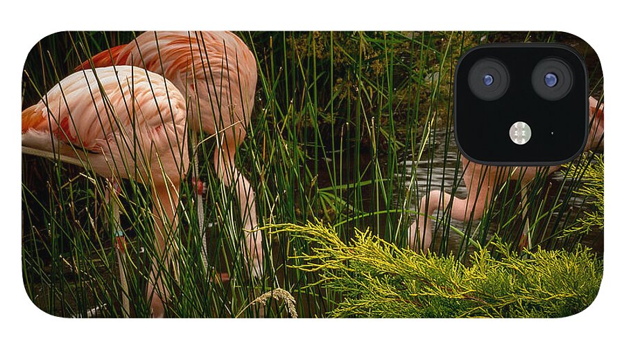 Flamingos drinking - Phone Case