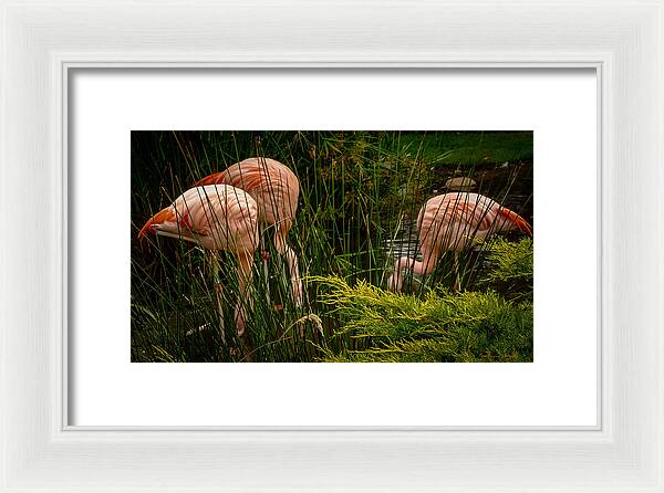 Flamingos drinking - Framed Print