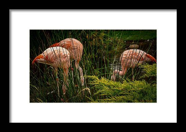 Flamingos drinking - Framed Print