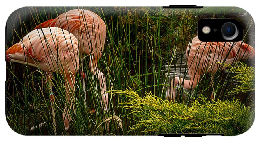 Flamingos drinking - Phone Case