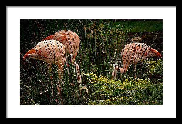 Flamingos drinking - Framed Print