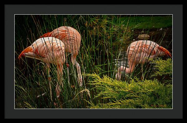 Flamingos drinking - Framed Print