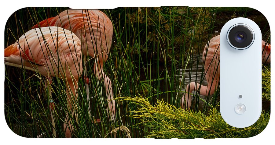 Flamingos drinking - Phone Case