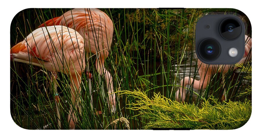 Flamingos drinking - Phone Case