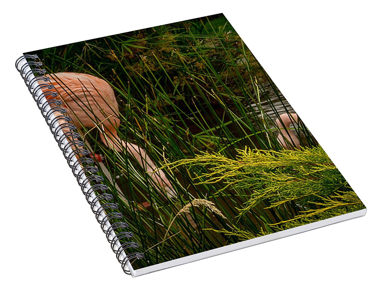 Flamingos drinking - Spiral Notebook