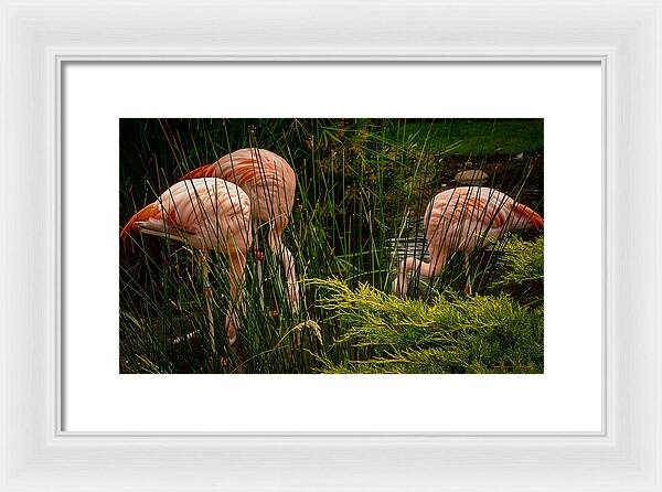 Flamingos drinking - Framed Print