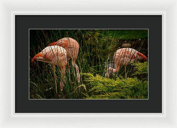 Flamingos drinking - Framed Print