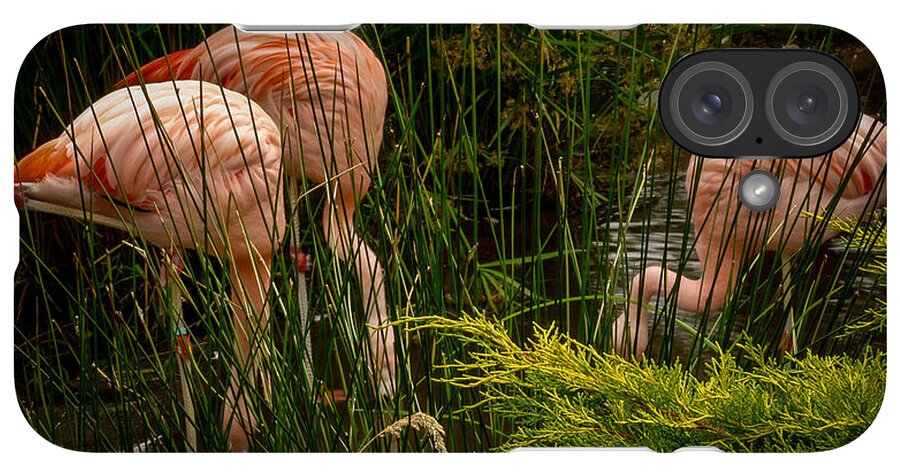Flamingos drinking - Phone Case