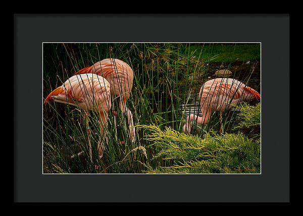 Flamingos drinking - Framed Print