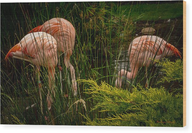 Flamingos drinking - Wood Print