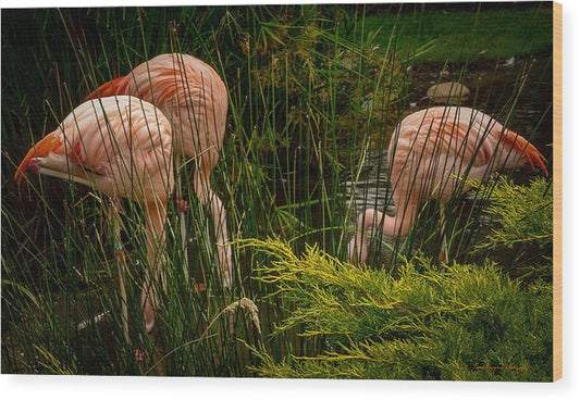 Flamingos drinking - Wood Print