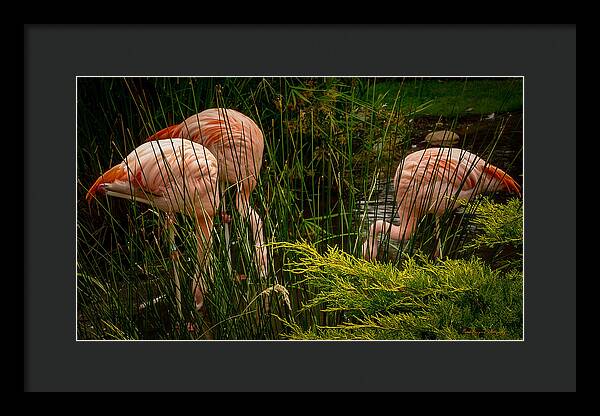Flamingos drinking - Framed Print