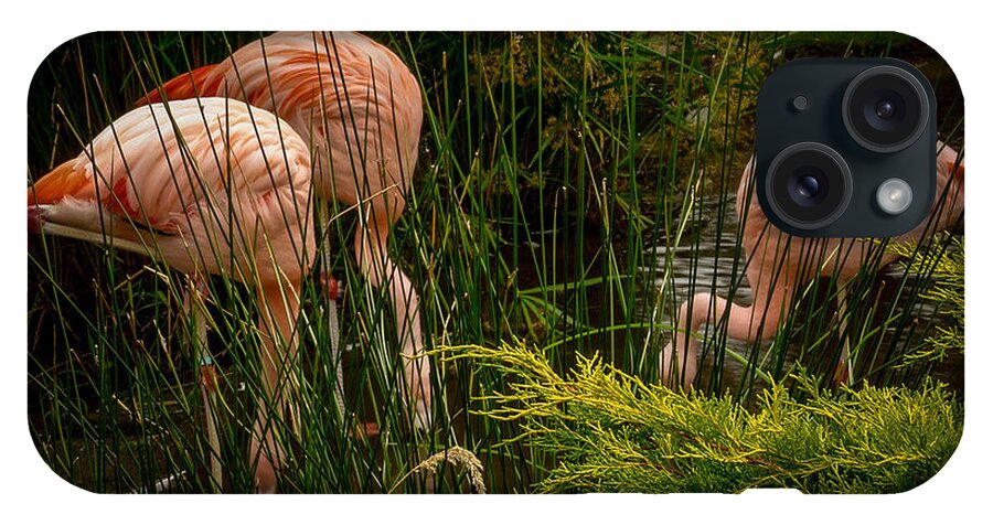 Flamingos drinking - Phone Case