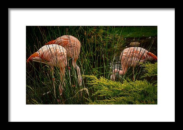 Flamingos drinking - Framed Print