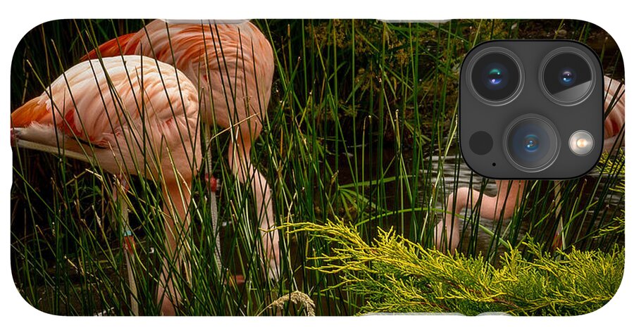 Flamingos drinking - Phone Case