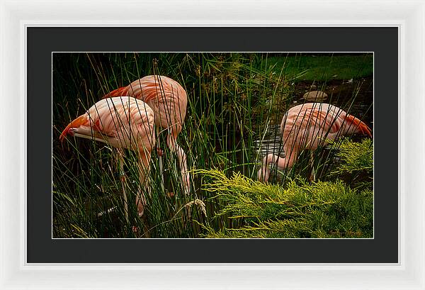Flamingos drinking - Framed Print