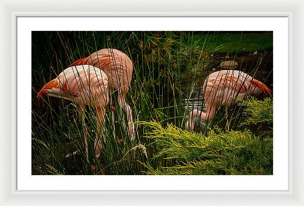 Flamingos drinking - Framed Print